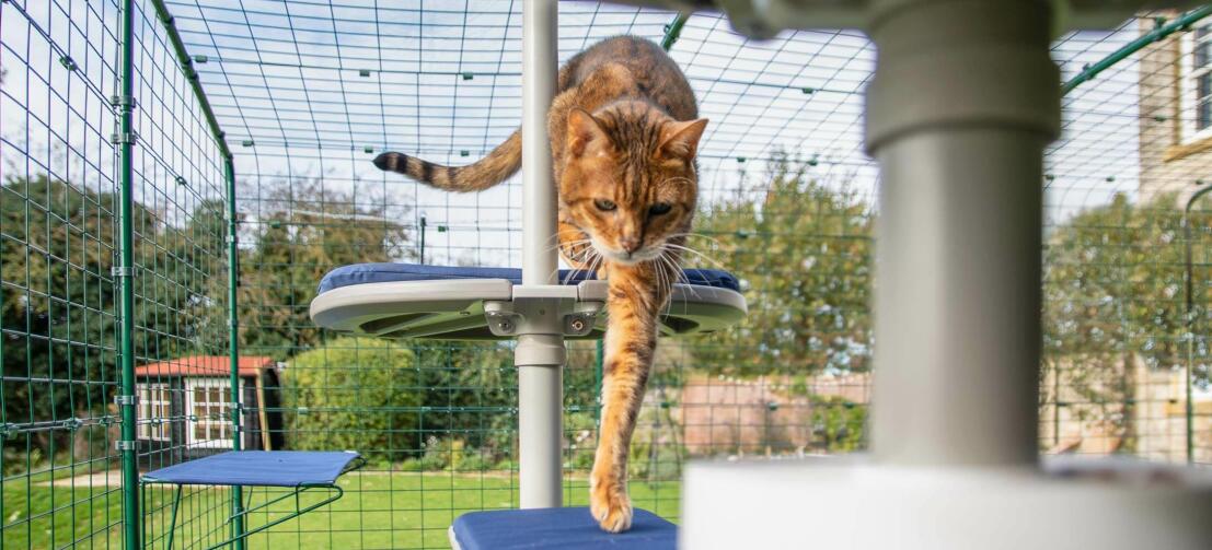 Chat descendant le long du Freestyle arbre à chat extérieur dans un catio dans le jardin