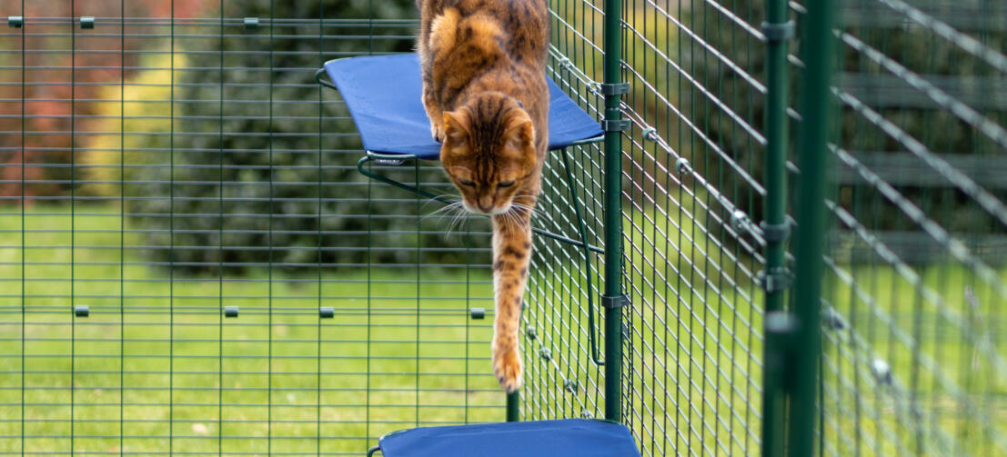 Chat sautant de l'étagère à chat en tissu dans Omlet catio run extérieur