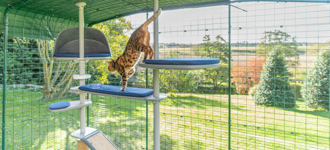 Chat jouant à l'intérieur du catio extérieur Omlet safe outdoor cat run and the Freestyle outdoor cat tree