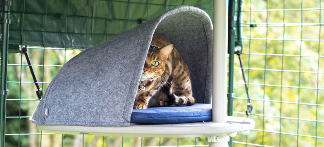 Chat qui joue à cache-cache dans la tanière de son arbre à chat d’extérieur Freestyle