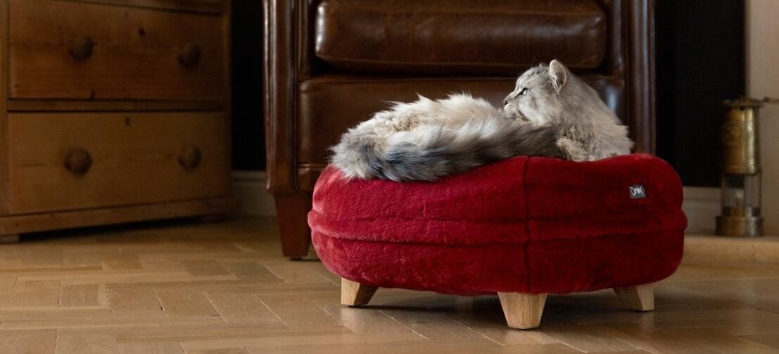 Chat se relaxant sur le lit pour chat en forme de beignet rouge rubis avec des pieds carrés en bois