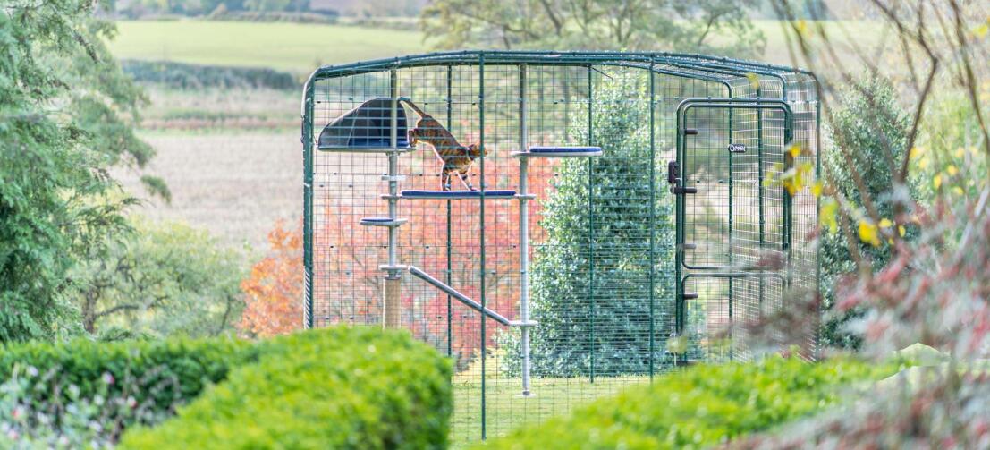 Escalade de chat Freestyle arbre à chat extérieur dans Omlet catio extérieur dans le jardin