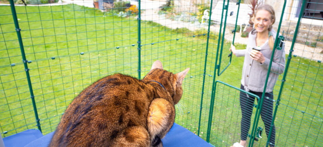 Chat assis sur Omlet étagère pour chat en tissu dans Omlet parcours de catio extérieur
