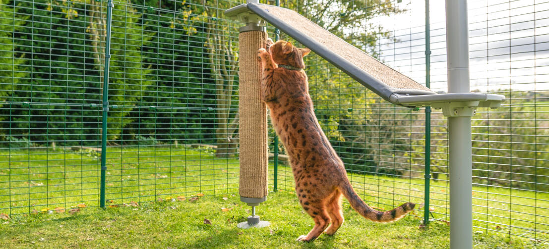 Chat utilisant le griffoir sur un Freestyle arbre à chat extérieur dans un catio extérieur