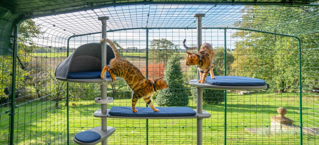 Chats qui jouent dans son grand arbre à chat gris, un moyen idéal d’offrir à vos chats un endroit extérieur sûr à explorer
