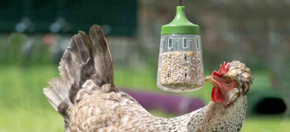 Poule qui mange sur le site Omlet jouet à picorer