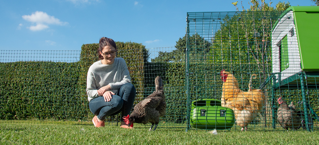 Le vert du filet à poules est très discret