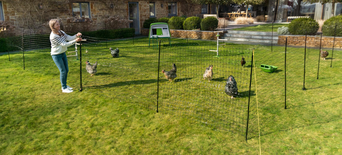 Les poulets sont clôturés avec les clôtures pour poulets de Omlet.