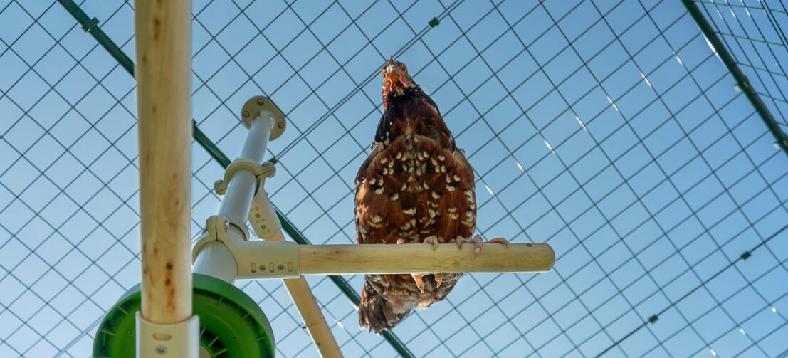 Vue en contre-plongée d'une poule perchée sur Omlet Poletree système de divertissement pour poulets dans Omlet parcours pour poulets à pied