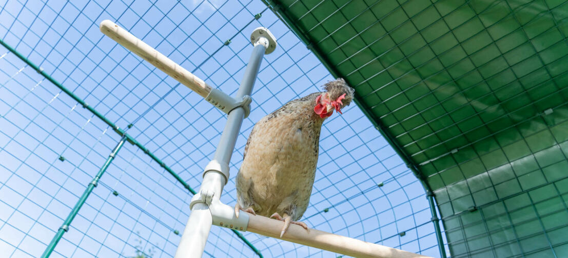 Poulet dans le système de perche Poletree