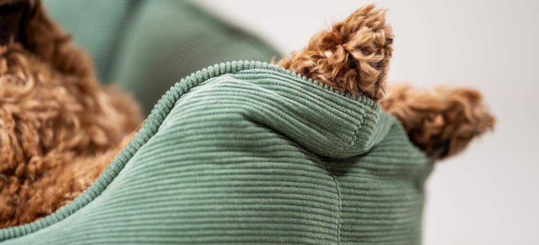 Gros plan sur des pattes reposant sur le côté d'un lit pour chien en velours côtelé et nid de mousse.