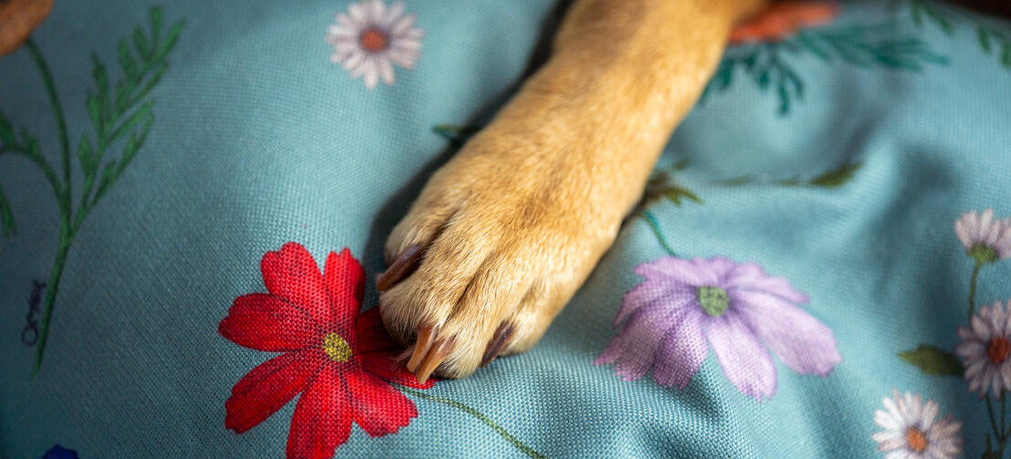 Gros plan d'une patte sur un imprimé de lit pour chien en sauge gardenia.