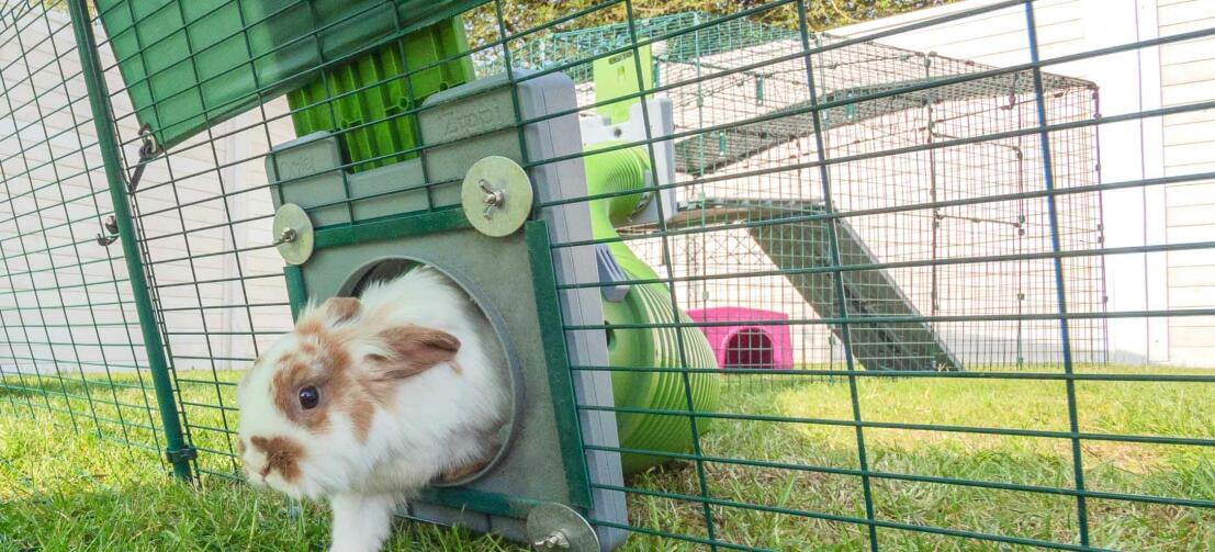 Lapin entrant dans un parcours extérieur pour lapins à partir du tunnel pour lapins Zippi 