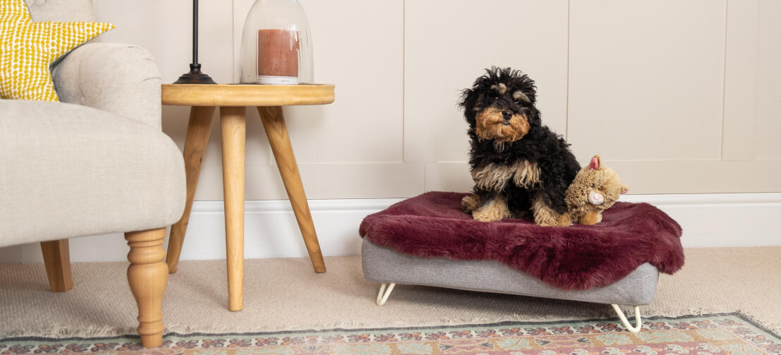 Topology lit pour chien