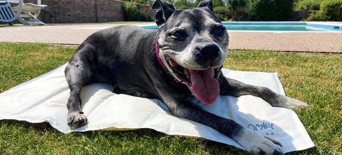Un chien heureux se rafraîchissant du soleil sur un tapis rafraîchissant