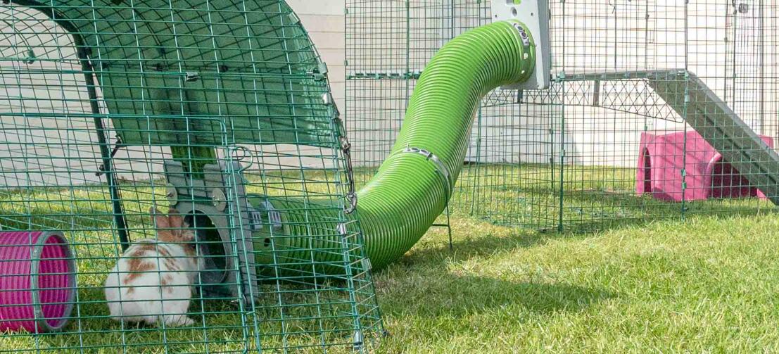 Bunnie in a rabbit run avec Zippi tunnel pour lapins et accessoires