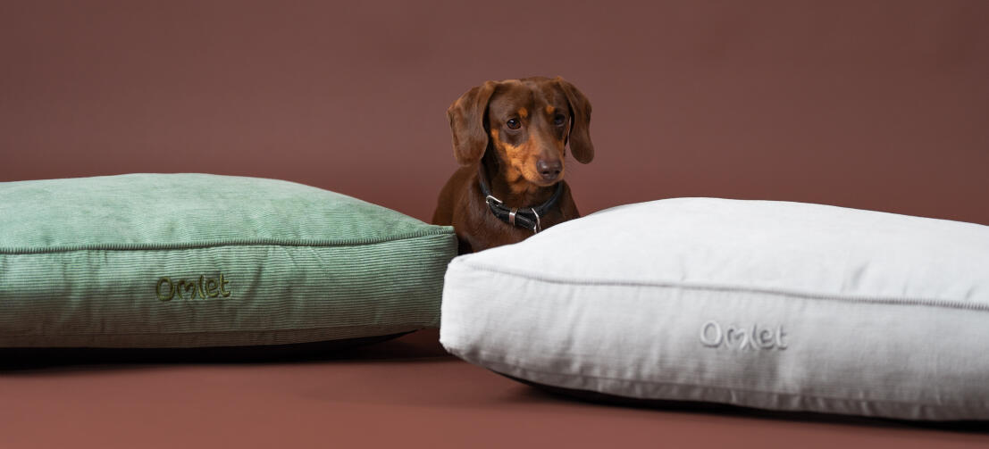 Un chien saucisse entre les coussins de mousse et de galets en velours côtelé