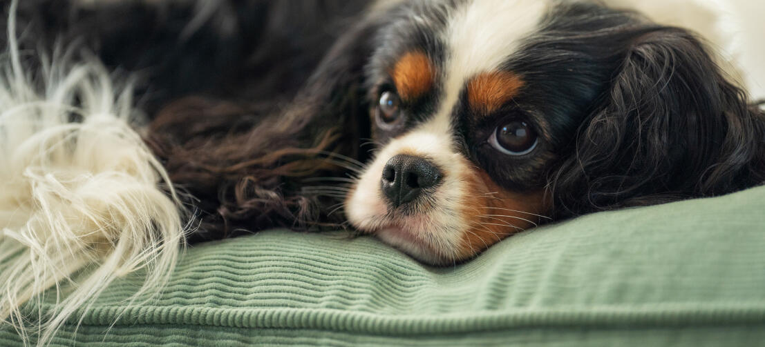 Un chien couché sur un coussin de mousse en velours côtelé