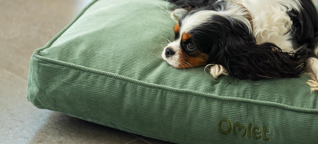 Un chien couché sur un coussin de mousse en velours côtelé
