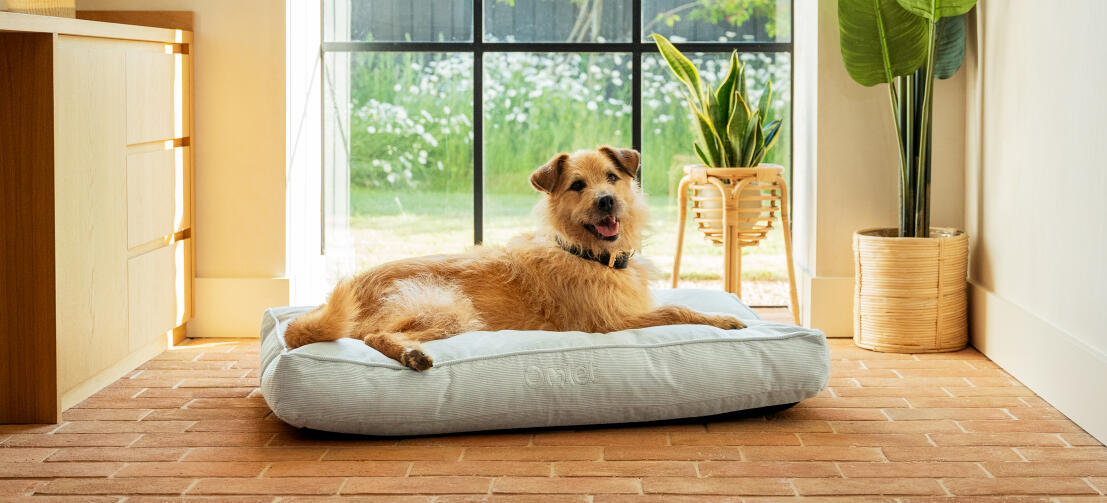 Un chien couché sur le coussin en velours côtelé pour chien