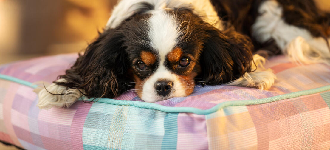 Un chien couché sur le coussin prismatique kaléidoscope pour chien