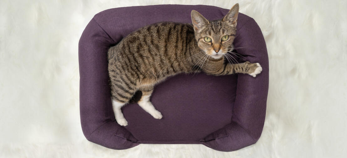 Vue de dessus d'un chat assis sur un lit à traverses en mousse à mémoire de forme pour chats violets