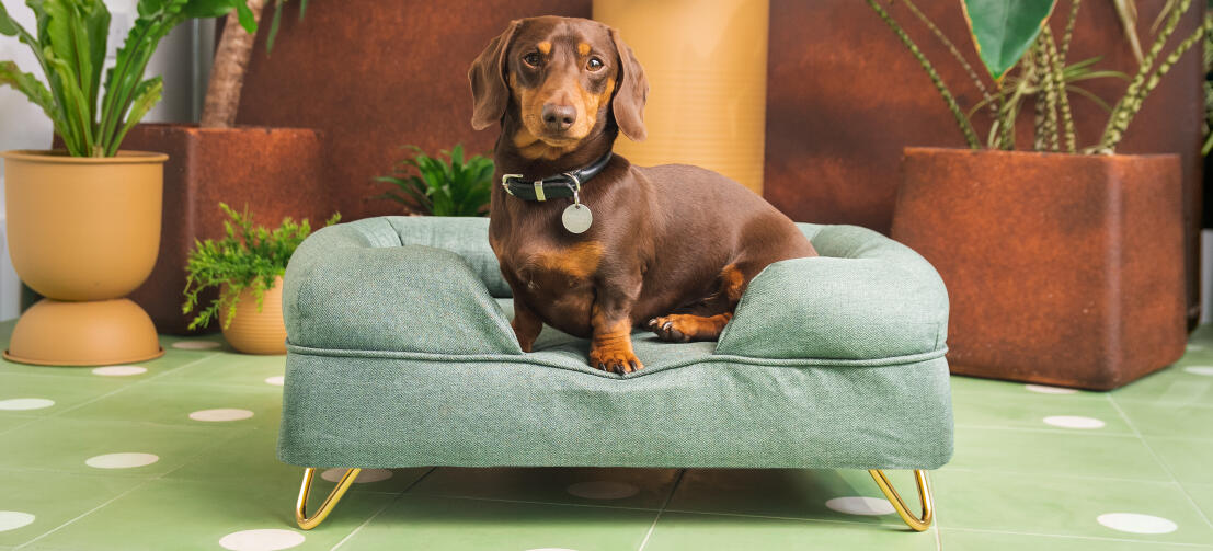 Teckel marron sur traversin vert clair, lit pour chien du Omlet