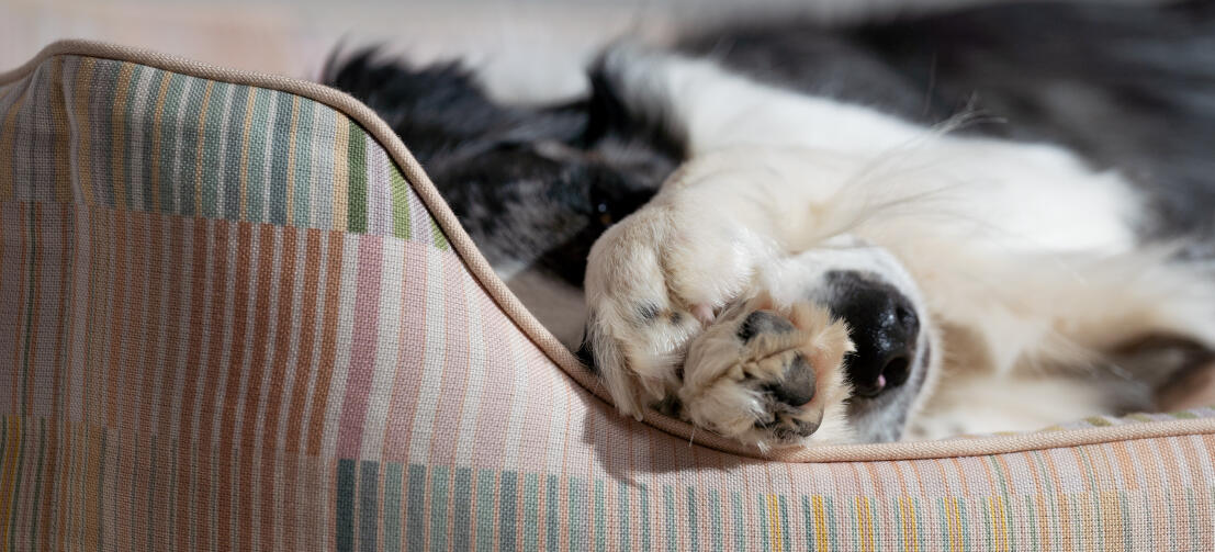 Détail du motif du lit pour chien de type