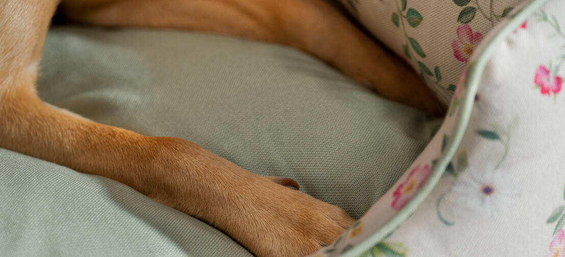 Gros plan des pattes d'un chien dans un lit confortable pour chien Omlet nest