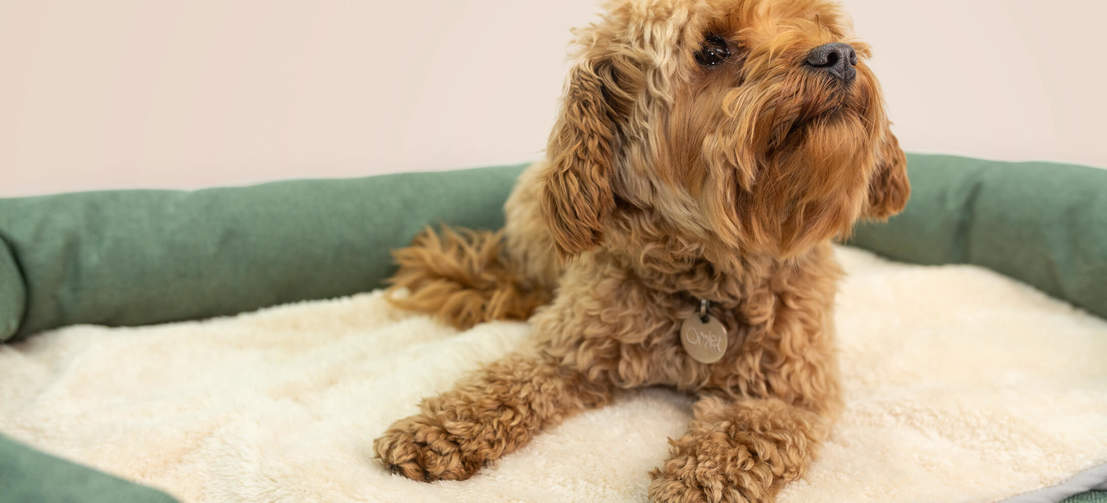 Ajoutez la couverture au lit de votre chien pour une couche de chaleur en plus en hiver. Ajoutez la couverture au lit de votre chien pour une couche de chaleur en plus en hiver.