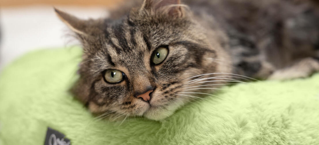 chat qui se repose sur un panier pour chat ultra doux et luxueux
