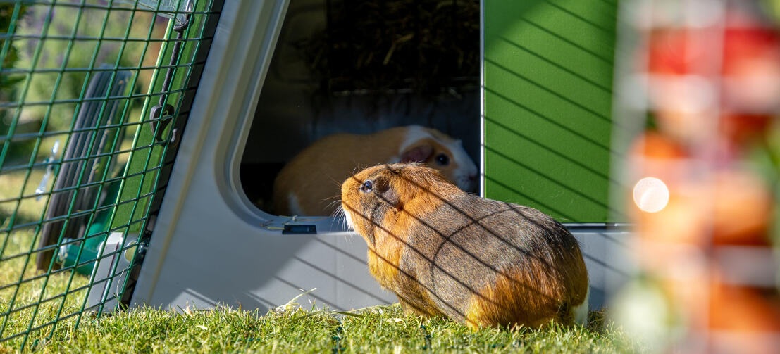 Eglu Go refuge et parc pour cochons d'inde