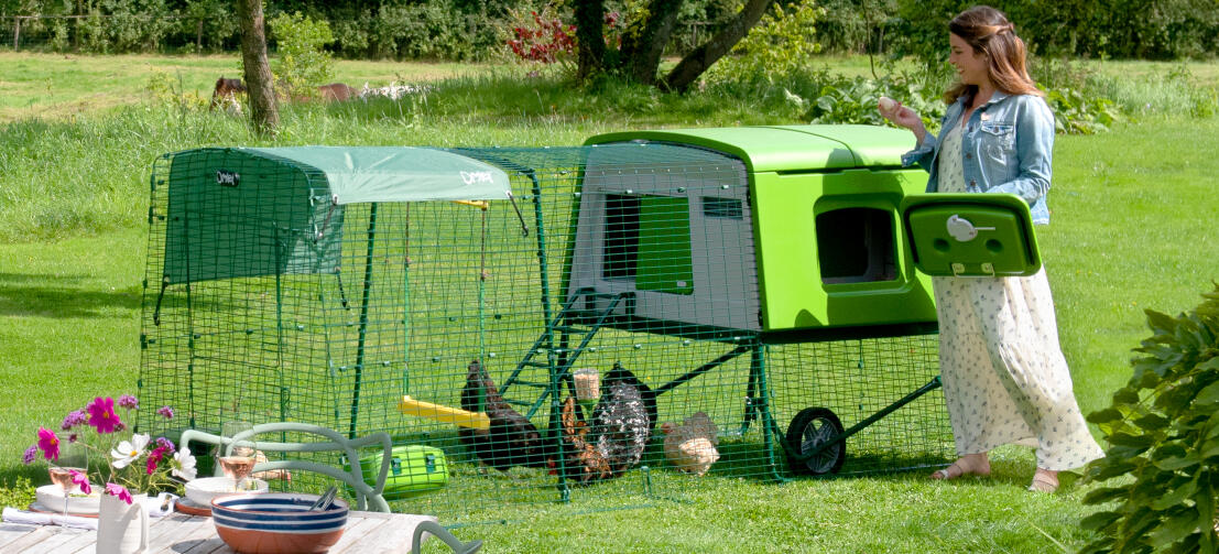 Femme s'introduisant dans le Eglu Cube poulailler pour récupérer les œufs dans un jardin