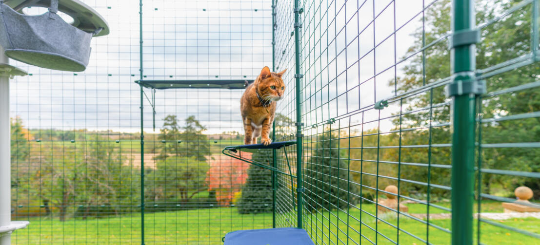 Chat roux debout sur Omlet étagère pour chat en tissu extérieur dans catio extérieur