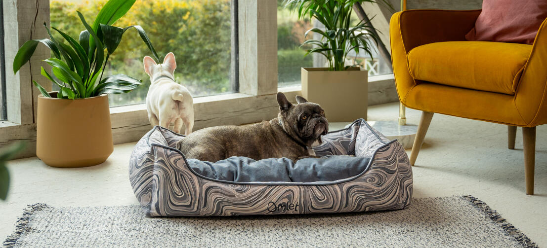 Deux frenchies dans un salon avec l'élégant Omletgros plan sur les pattes d'un chien dans un confortable lit pour chien Omlet nest