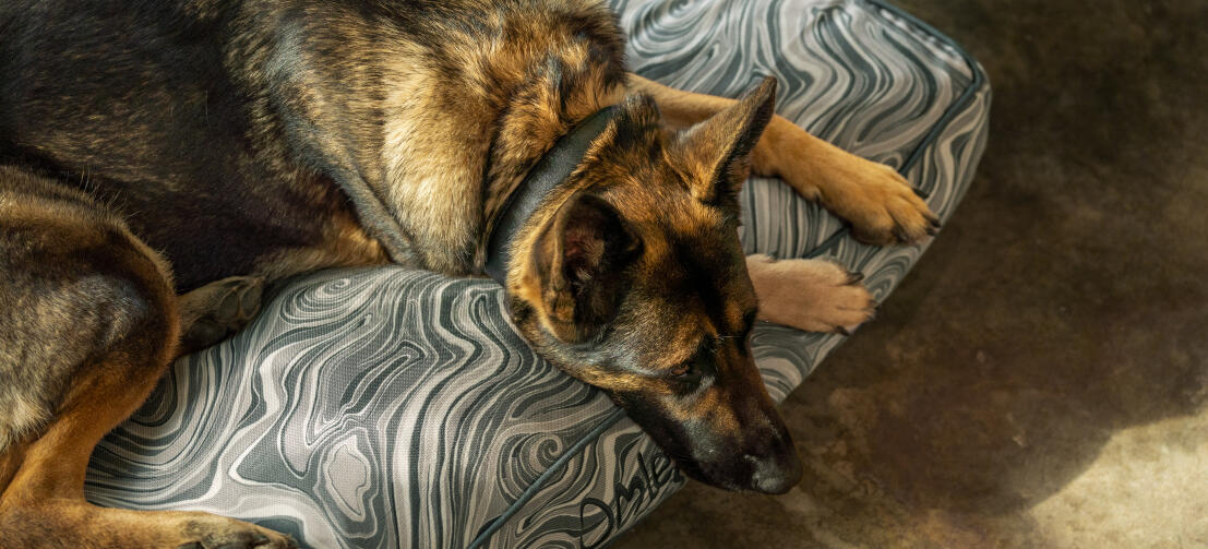 Berger allemand sur un coussin doux et élégant Omlet lit pour chien Berger allemand sur un coussin doux et élégant Omlet lit pour chien