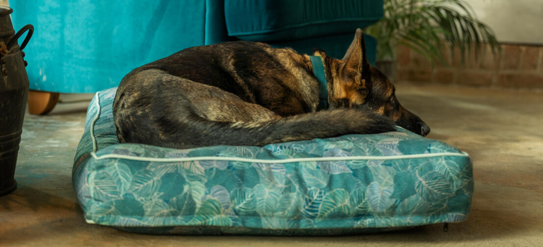 Berger allemand sur un grand coussin à motifs Omlet lit pour chien