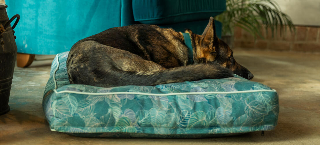 Berger allemand sur un grand coussin à motifs Omlet lit pour chien Berger allemand sur un grand coussin à motifs Omlet lit pour chien