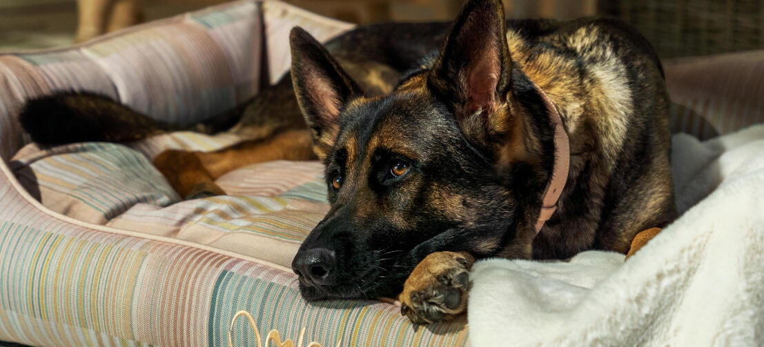 Berger allemand se relaxant dans un lit pour chien de soutien Omlet nest