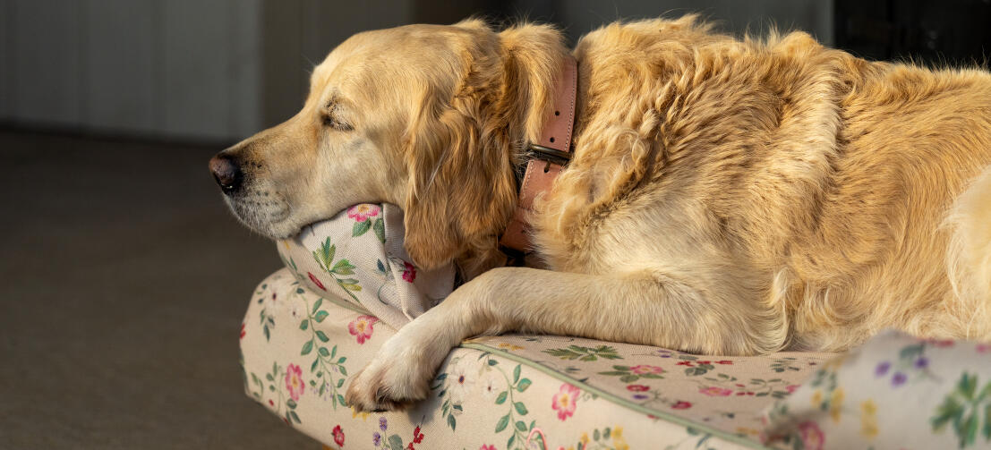 Golit pour chien en forme de traversin fleuri avec un chien de race lden retriever