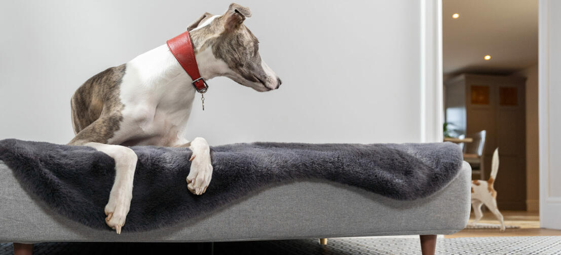 Chien couché dans le lit pour chien Topology et autre chien jouant autour