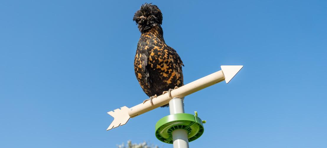 Poule perchée sur le sommet de la girouette accessoire jouet pour poule pour le perchoir universel sur pied