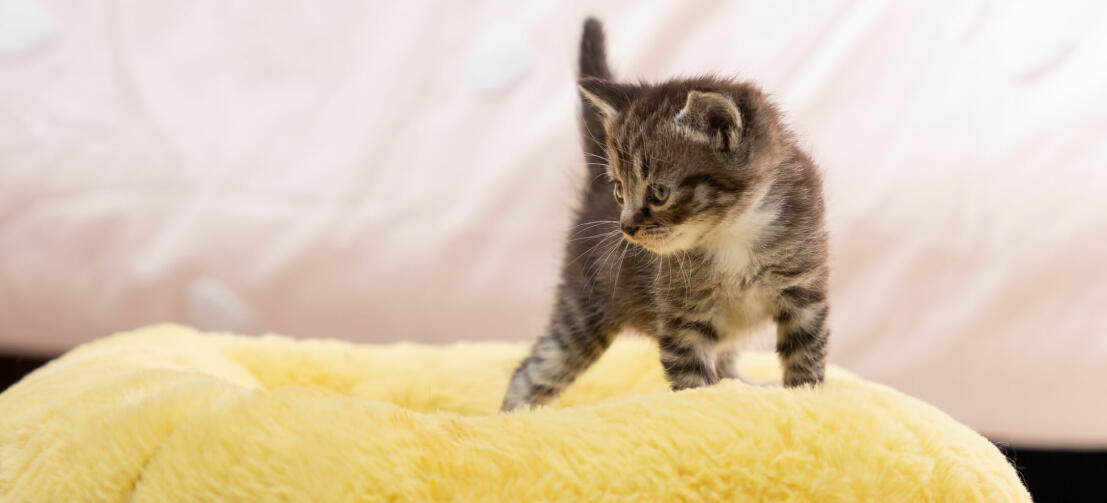 Chaton sur un panier pour chat maya donut jaune ultra doux