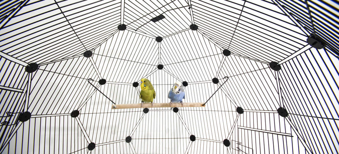 L'espacement des barreaux est adapté à toutes les sortes de petits oiseaux. Les perruches, les canaris et les autres petits oiseaux peuvent donc tous profiter de l'extraordinaire Geo.