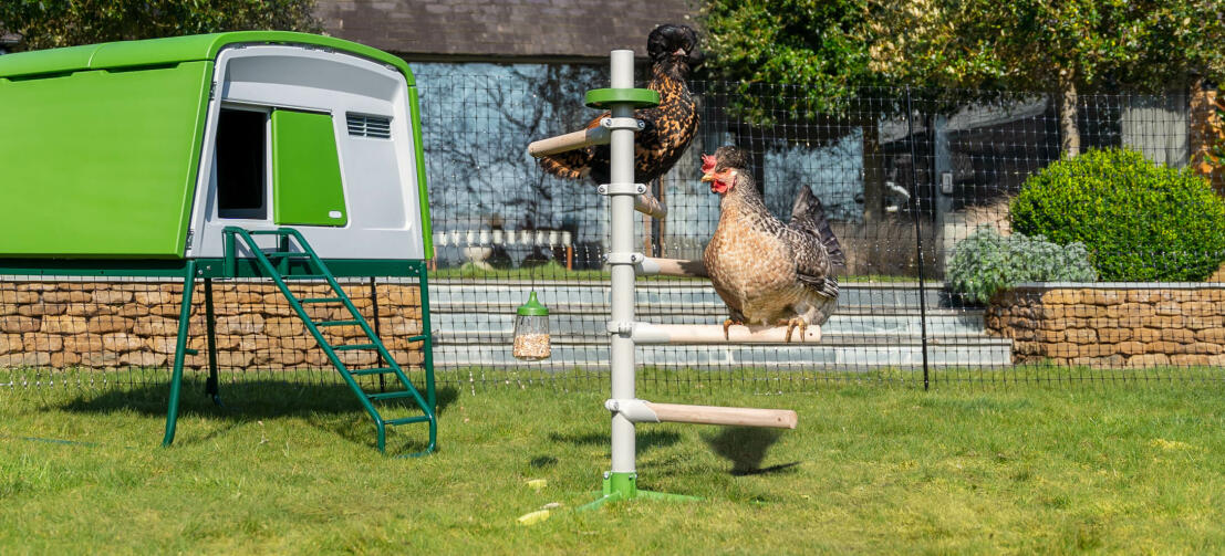 Jardin ensoleillé avec un grand poulailler Eglu Cube et un perchoir à poules universel autoportant à l'intérieur du Omlet grillage à poules