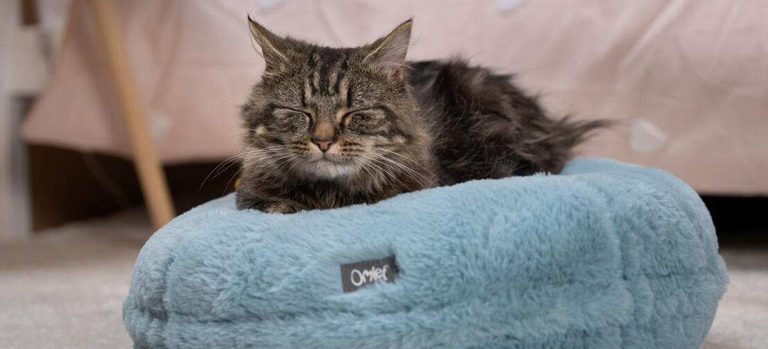 Chat qui dort sur un panier pour chat bleu ultra doux