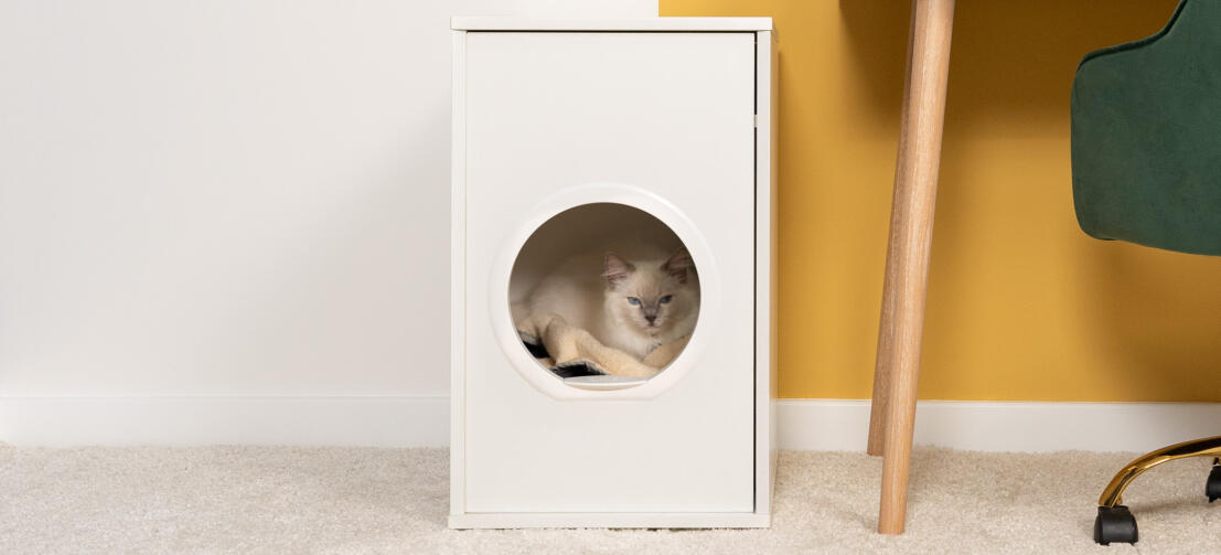 Chat blanc duveteux assis à l'intérieur d'une maison d'intérieur pour chats Maya