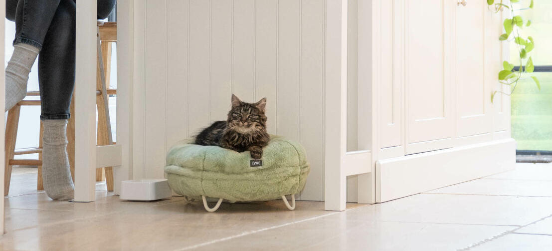 Panier à chat design : bien choisir le couchage de minou – Blog BUT