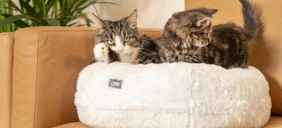 Deux chats couchés sur Snowballe blanche Luxury soft donut cat bed