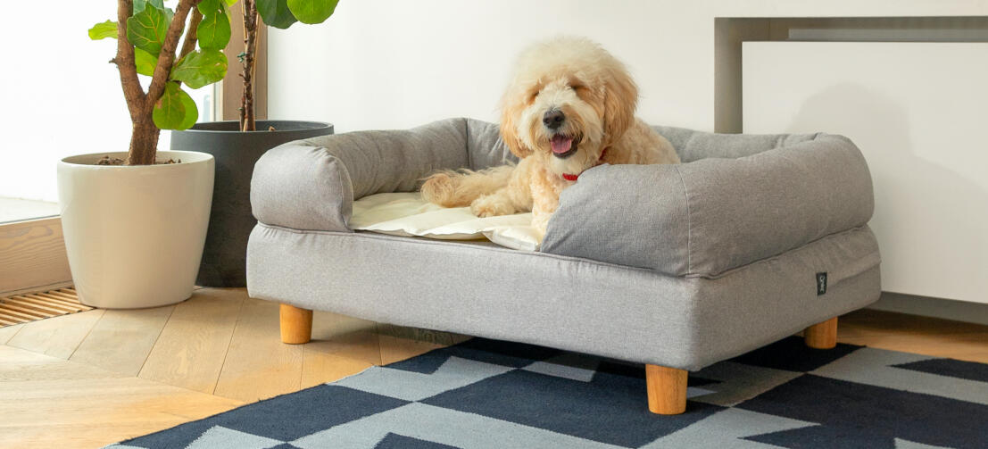 Chien blanc dormant sur un lit pour chien en mousse à mémoire de forme et tapis de refroidissement gris Omlet